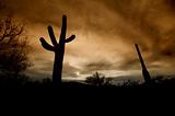 Cactus Silhouettes at Sunset