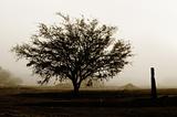 Tree in Desolation