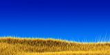 yellow grass under blue sky