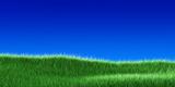 grass on a blue sky