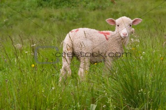 lamb in a meadow