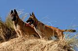 two young malinois