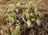 Prairie Cactus Background