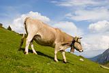 Cow on mountain meadow