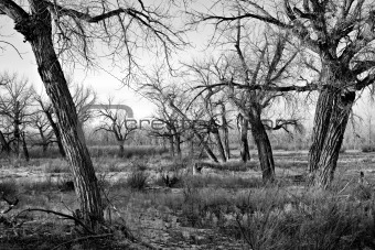 bare trees in black and white