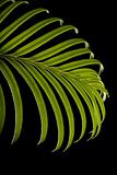 Green cycas leaf