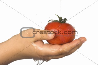 washing the tomato