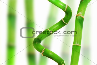 Oriental Bamboo