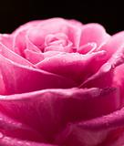 Romantic rose.