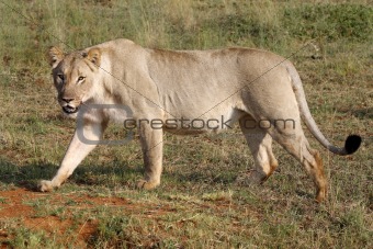female lion 
