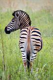 burchells zebra 