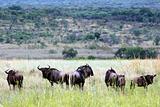 blue wildebeest 
