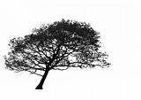 Leaning Hawthorn Tree