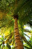 Palm tree canopies in tropical forest 