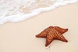Starfish and ocean wave 