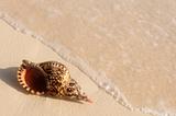 Seashell and ocean wave 