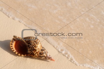 Seashell and ocean wave 