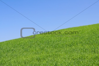 summer field