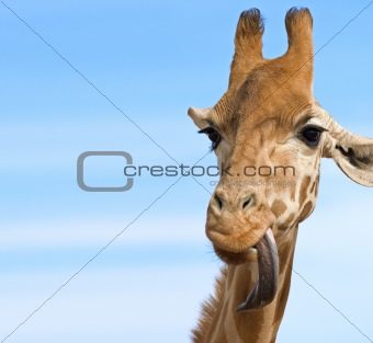 giraffe looking stupid