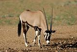 Gemsbok antelope