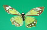 artificial butterfly on green background