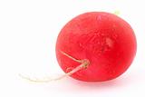 macro of  radish with a rootlet