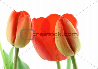 tulips on white
