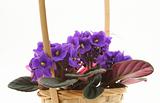 violets in basket on white