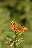 comma butterly