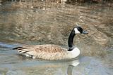 Canadian goose swimming ina stream