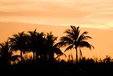 silhouetted palm trees