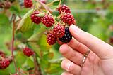 picking blackberries on a farm