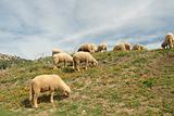 Lambs in calenduls meadow