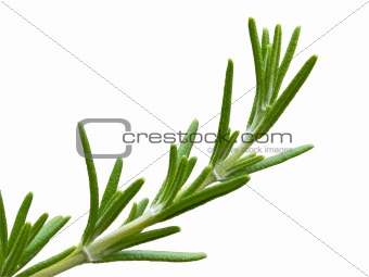 Rosemary herb isolation