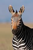 Cape Mountain Zebra portrait