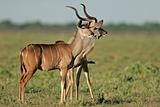 Kudu antelopes