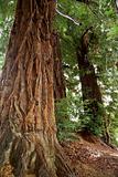 Redwoods