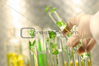 Small plants in test tubes