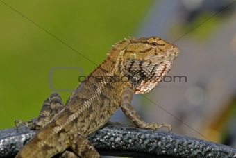 monitor lizard in the gardens
