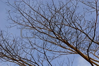 dried tree and blue sky
