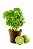 Basil plant & lime isolated on white background