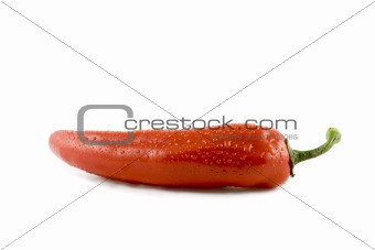 Red hot chili pepper with water drops isolated on white backgrou
