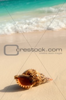 Seashell and ocean wave
