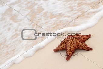 Starfish and ocean wave