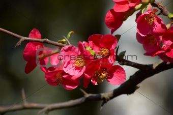 quince blossoms