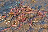garden worms