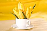 yellow tulip