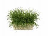grass in a basket