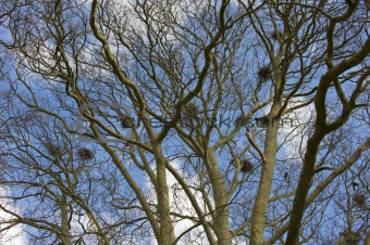 birds nests