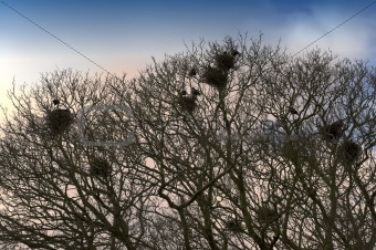 birds nests